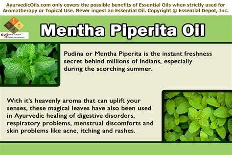 Mentha Arvensis | Essential Oil