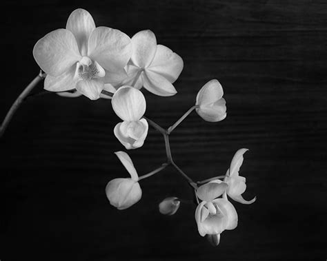 Black & White Photograph of Orchid flowers - Still Life | Orchid flower, Black and white ...