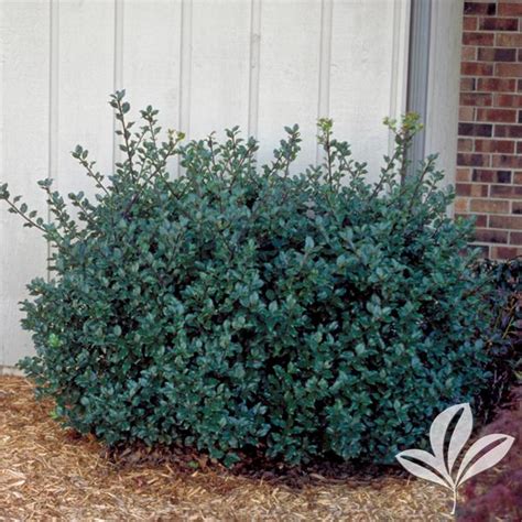 Ilex Ilex x meserveae 'Blue Prince' Blue Prince Holly from Greenleaf ...