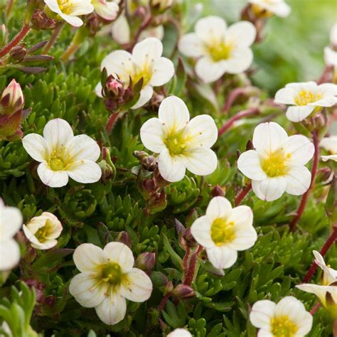 Saxifraga Arendsii-hybrid white - saxifrage | Природа