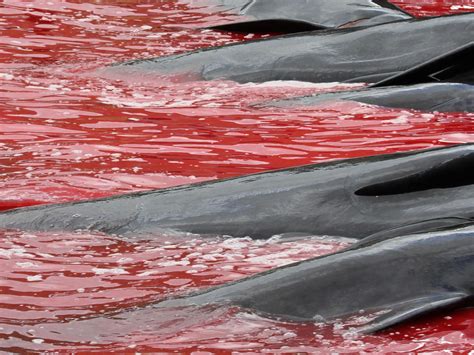 Faroe Island whale hunts: Grisly photos show mass slaughter of dolphins and pilot whales | The ...