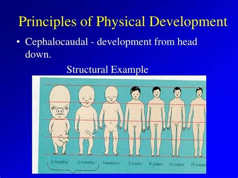 PPT - Principles of Physical Development PowerPoint Presentation, free download - ID:6554896