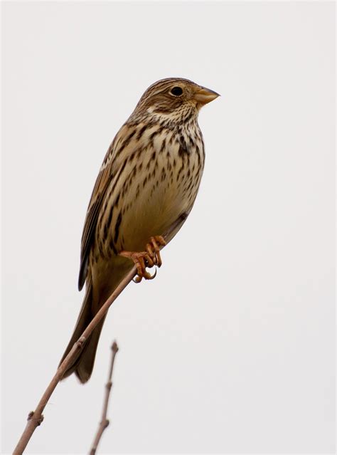 Corn bunting - Wikipedia