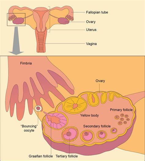 Ovarian cycle. Yellow body: corpus luteum (Drawing by W. Herzig) | Download Scientific Diagram