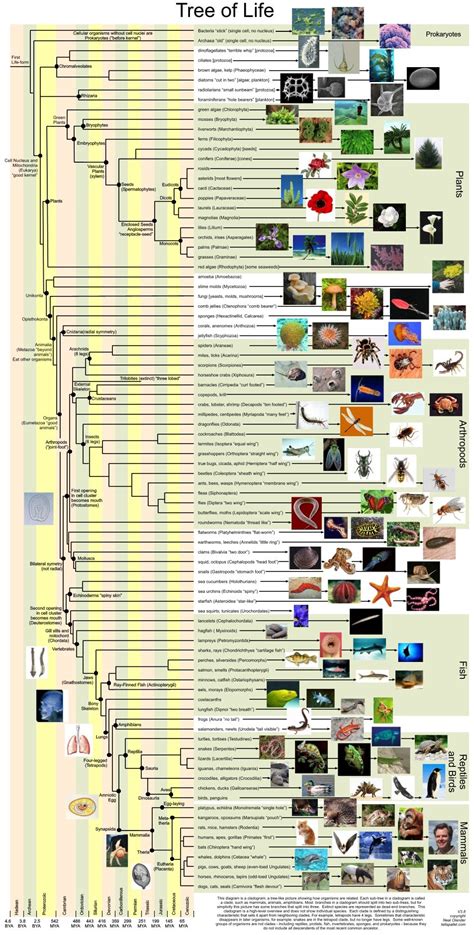 Palaeos: Systematics: The Phylogenetic Tree