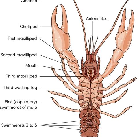 15 Different Types of Lobster – Nayturr