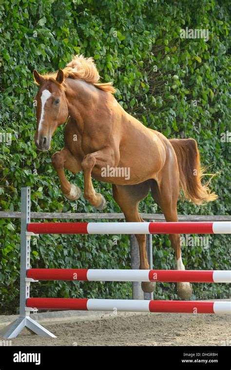 Hanoverian horse loose jumping Stock Photo - Alamy