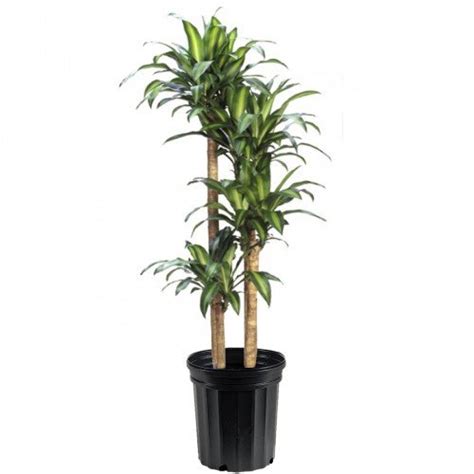 Dracaena Indoor Plants- Indoor Plant - Toronto Bulk Flowers