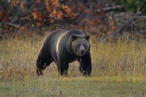 Are Grizzly Bears Endangered? Conservation Status and Outlook