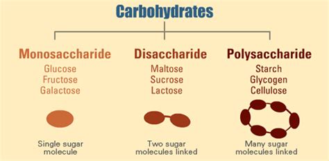 Monosaccharide, Disaccharide and Polysaccharide | Carbohydrates, Organic chemistry study ...