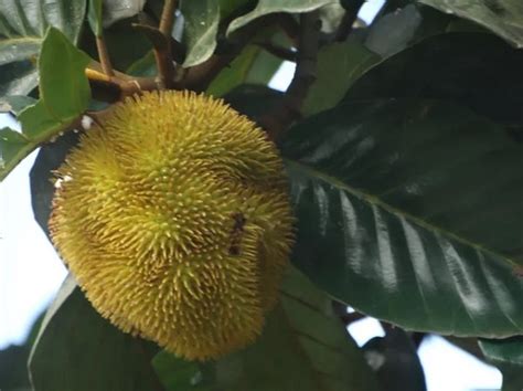 Varieties – Jackfruit India