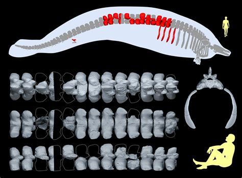 Heaviest animal ever? Scientists uncover huge historical whale - Being ...