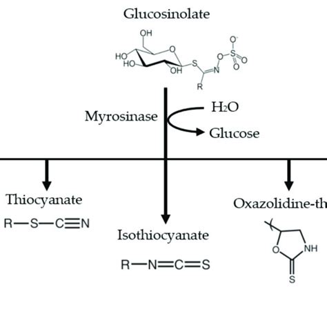 Selected products after hydrolysis by myrosinase enzyme. The compounds... | Download Scientific ...