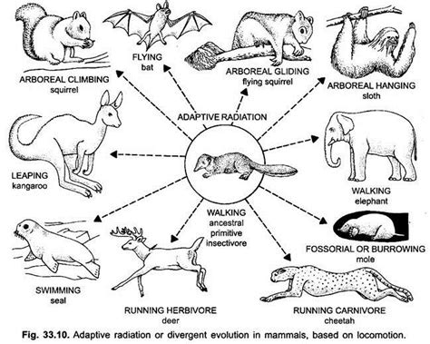 Placental Mammals Examples