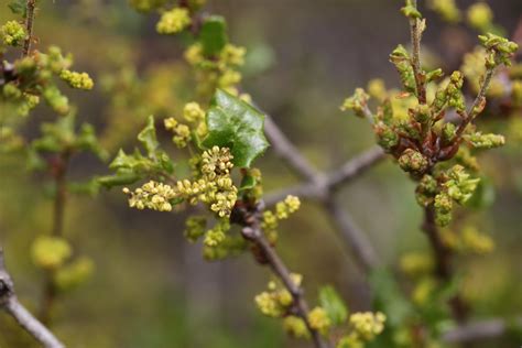 Center for Plant Conservation - Saving Endangered Plants