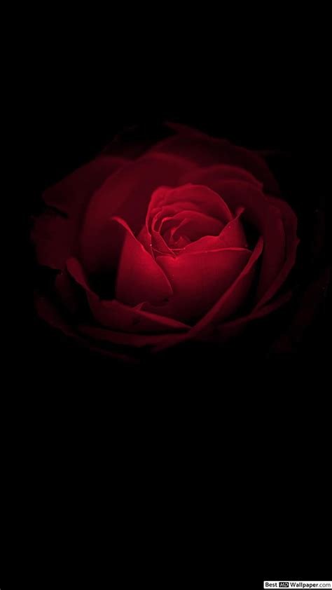 Red rose in the dark HD phone wallpaper | Pxfuel