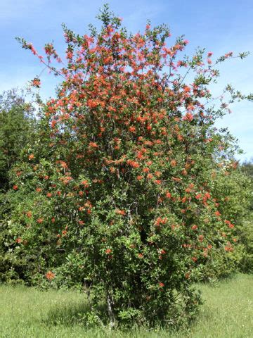 Chilean Fire Bush (embothrium coccineum) – Urban Perennials