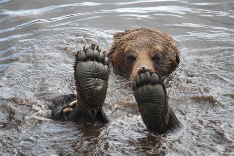 Grizzly Bear Feet by Rose Smith - Photo 39679192 / 500px