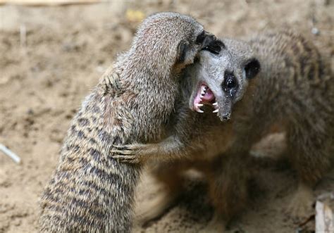 Meerkat Fight Stock Photos, Pictures & Royalty-Free Images - iStock