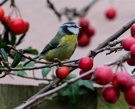 Top Tips for Bird Proofing Your Garden