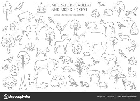 Temperate broadleaf forest and mixed forest biome. Terrestrial e Stock Vector Image by ©A7880S ...