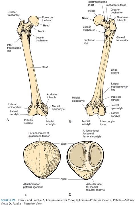 Patella Bone Diagram