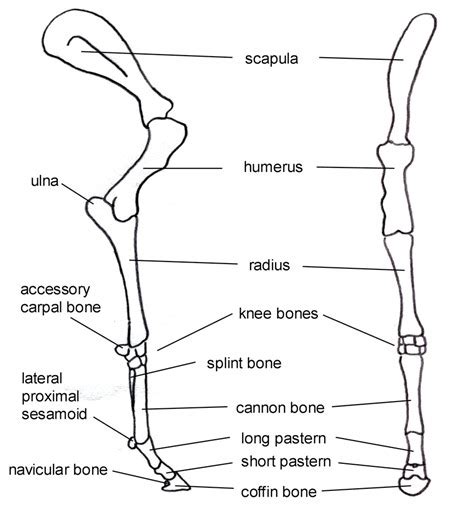 Horse Forelimb Anatomy Chart Horse Anatomy Anatomy Joints Anatomy ...