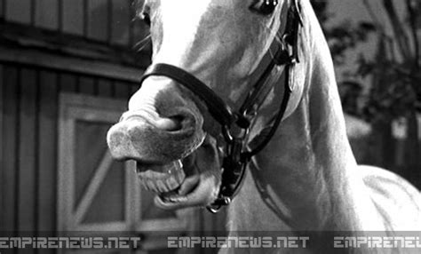 Classic Sitcom Talking Horse ‘Mr. Ed’ Disappears From Taxidermy Museum | Empire News