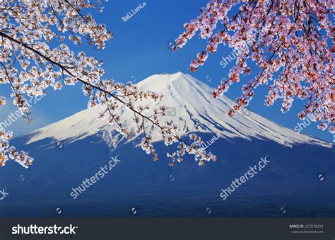 Peak Mount Fuji Cherry Blossom View Stock Photo 227078224 | Shutterstock