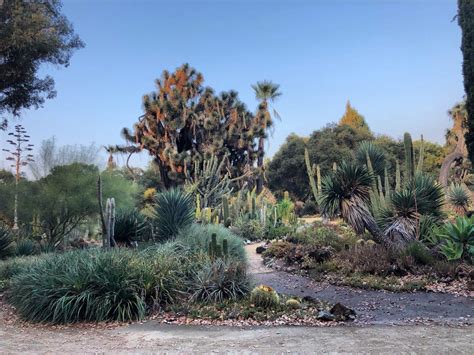 Arizona Cactus Garden