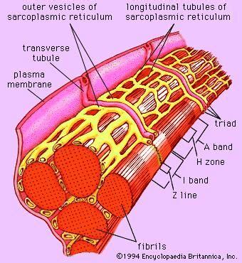 Sarcoplasmic reticulum | cell biology | Britannica.com