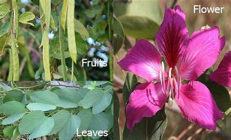 Bauhinia variegata medicinal uses, benefits and properties (Kachnar tree) | Plant benefits ...