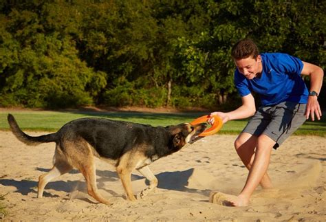 10 Best Dog Frisbee Hard and Soft of 2020 (Review) | Herepup