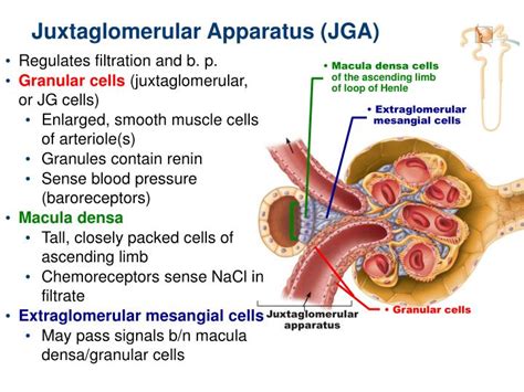 Juxtaglomerular Cells Function