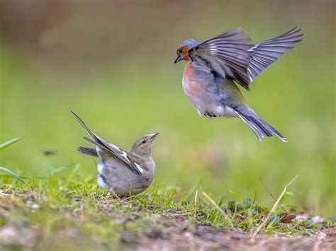 Chaffinch Nesting (Behaviour + Location) | Birdfact