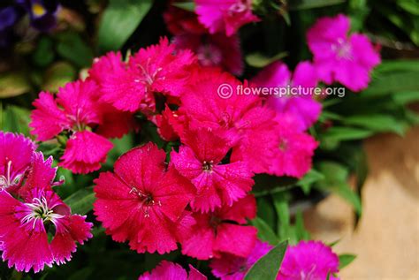 Dianthus varieties