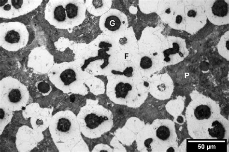 Microstructure of the nodular cast iron used in the study. P: Perlite ...