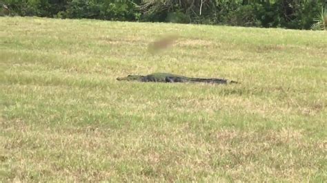 6-foot alligator spotted at SpaceX launch site - WSVN 7News | Miami News, Weather, Sports | Fort ...