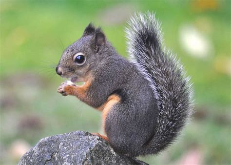 Douglas squirrel - Alchetron, The Free Social Encyclopedia