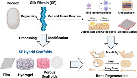 Frontiers | Silk fibroin scaffolds: A promising candidate for bone regeneration