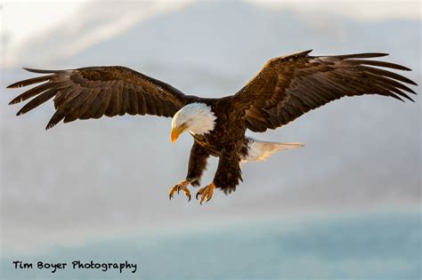 A Beginner's Guide to Photographing Birds in Flight | Birds in flight ...