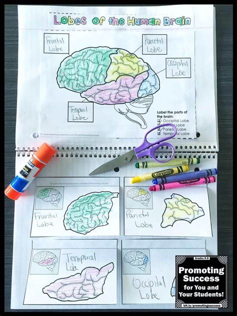 Human Brain Body Systems 5th Grade Science Interactive Notebook Middle School | Interactive ...