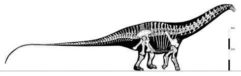 Apatosaurus | Appearance + Lifestyle + Diet | - Science4Fun