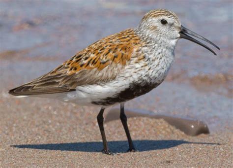 Dunlin - American Bird Conservancy