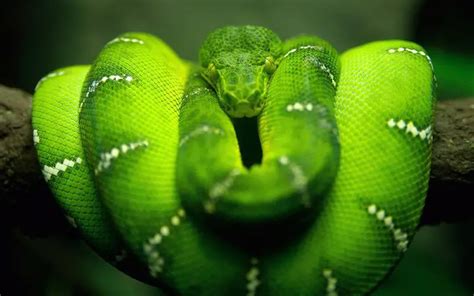 Emerald Tree Boa | The Animal Facts | Appearance, Behaviour, Habitat