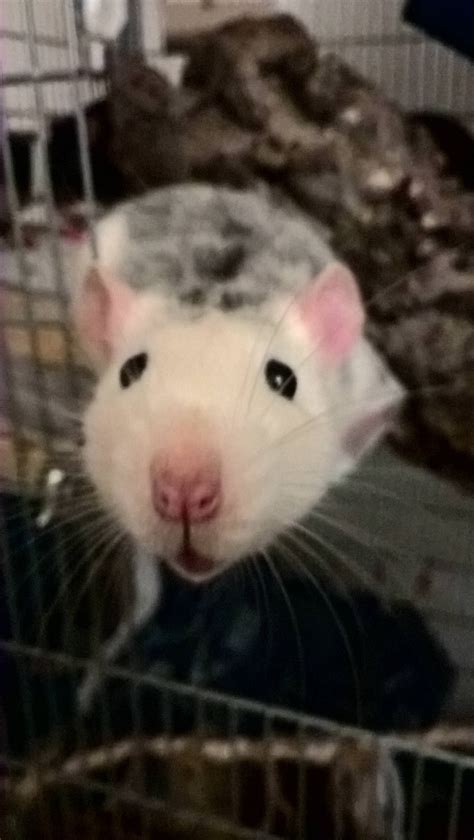 Ghost says hi #aww #cute #rat #cuterats #ratsofpinterest #cuddle # ...