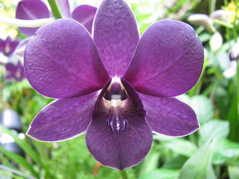 Purple Dendrobium Orchid Photograph by Alfred Ng - Pixels