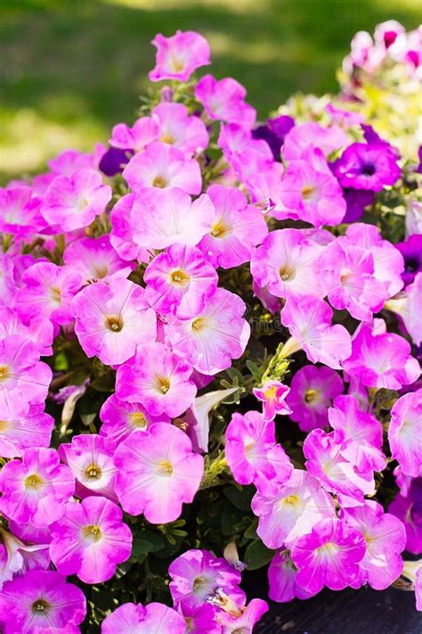 Beautiful Pink Petunia Flowers Petunia Hybrida in Garden Stock Image - Image of growing ...