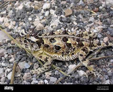 Texas Horned Lizard Stock Photo - Alamy