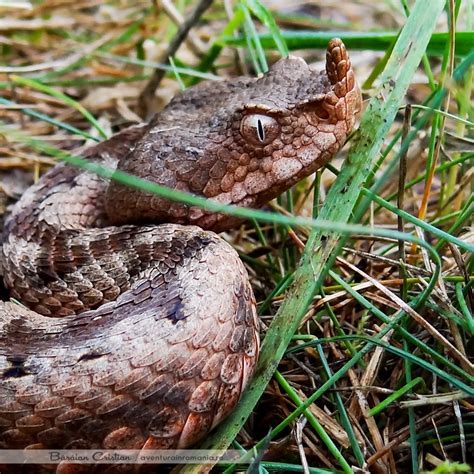 Vipera cu corn, Vipera ammodytes, Animale - Aventura in Romania